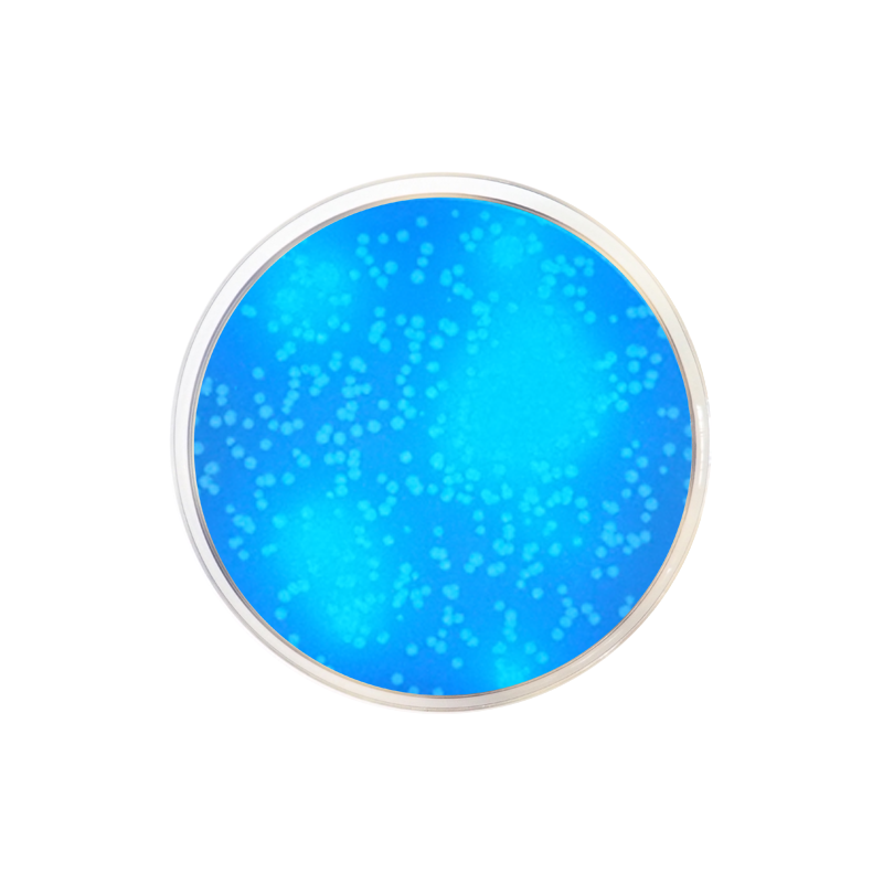 EC with MUG Fluorogenic Agar CO1180 - Microbiology - Condalab