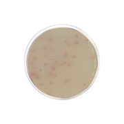 Endo LES Agar Base CO1137 - Microbiology - Condalab