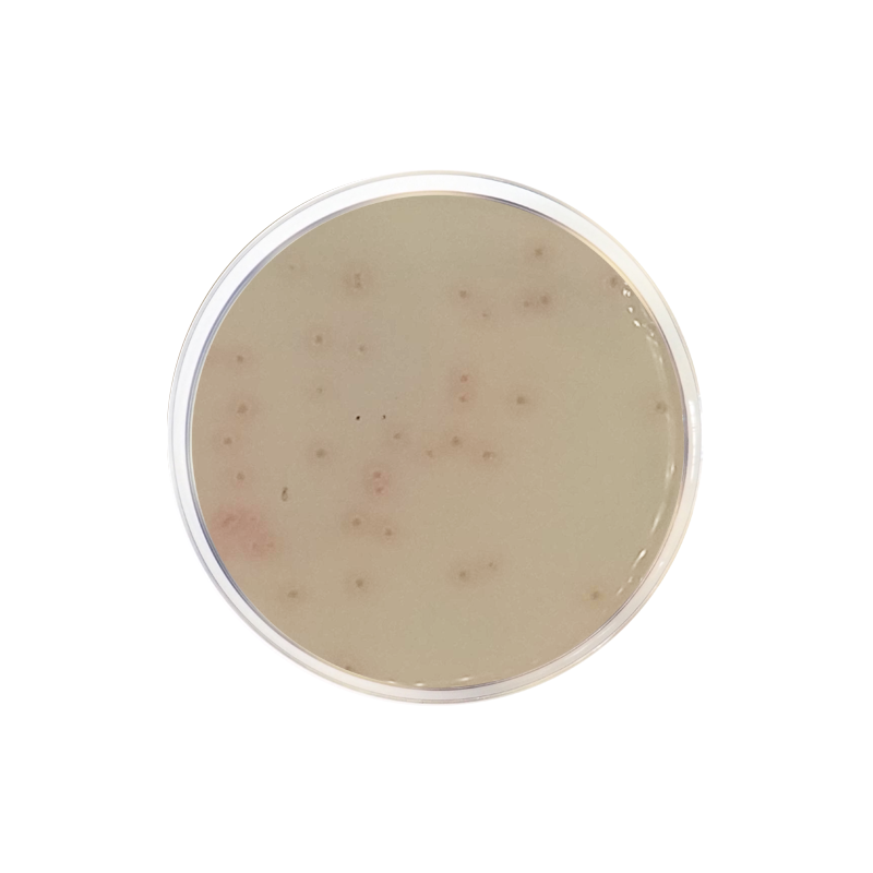 Endo LES Agar Base CO1137 - Microbiology - Condalab