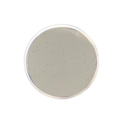 Enterococcus Selective Agar (Enterococcosel Agar) CO1070 - Microbiology - Condalab