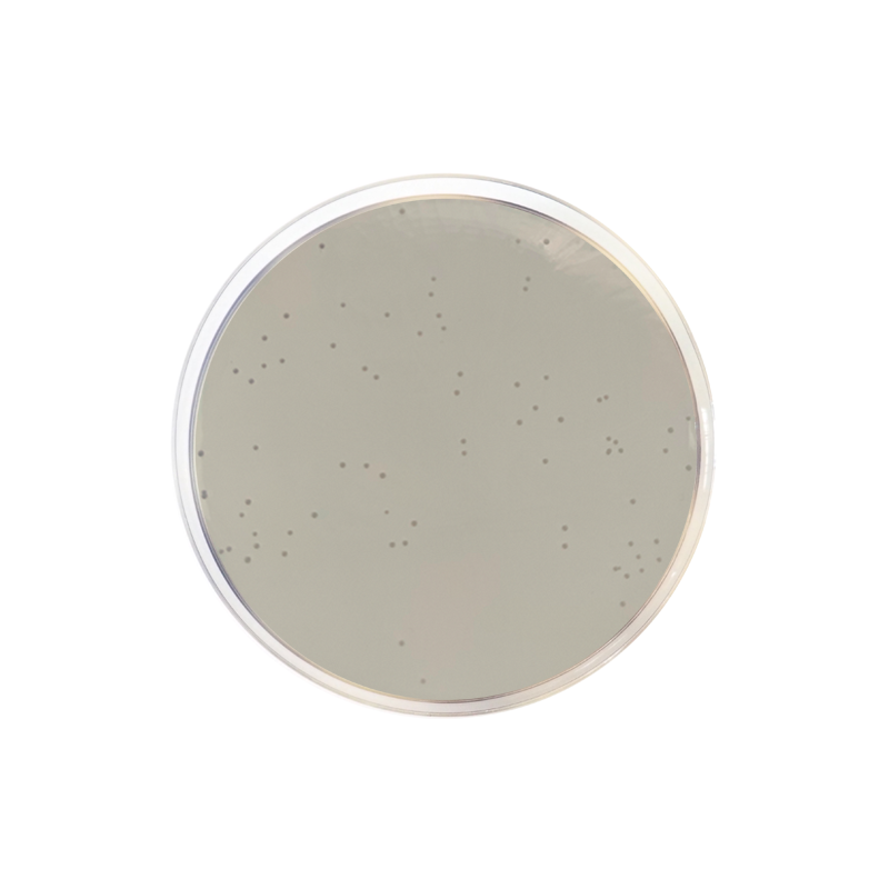 Enterococcus Selective Agar (Enterococcosel Agar) CO1070 - Microbiology - Condalab