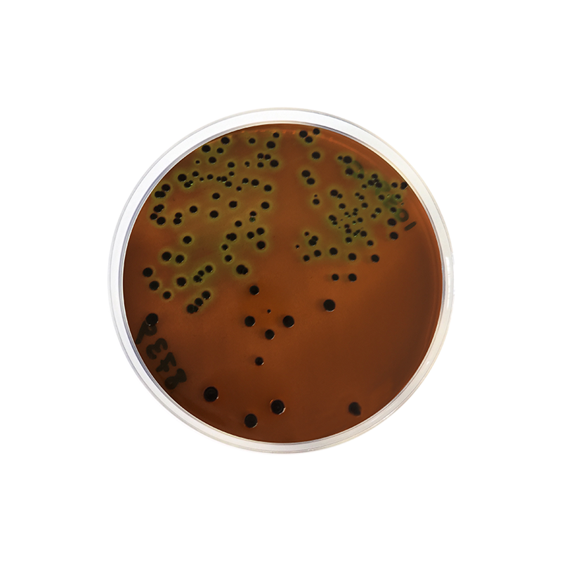 Eosin Methylene Blue Agar (EMB) CO1039 - Microbiology - Condalab
