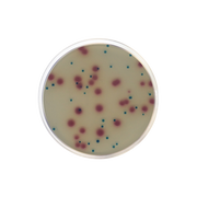 ESBL Chromogenic Medium CO2062 - Microbiology - Condalab