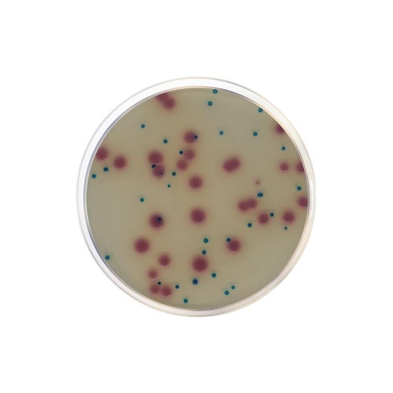 ESBL Chromogenic Medium CO2062 - Microbiology - Condalab