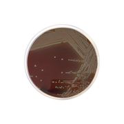 Eugon Agar CO1036 - Microbiology - Condalab