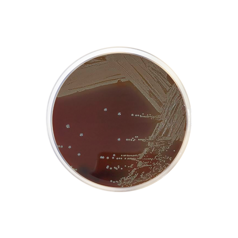 Eugon Agar CO1036 - Microbiology - Condalab