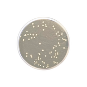 Eugon LT 100 Agar 2152 - Microbiology - Condalab