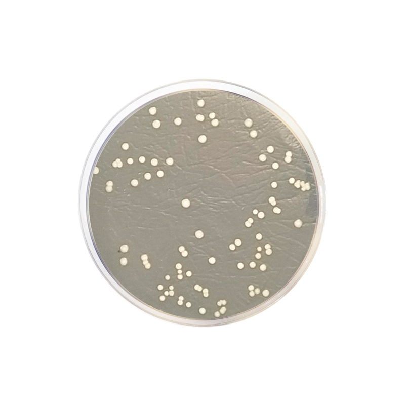 Eugon LT 100 Agar 2152 - Microbiology - Condalab
