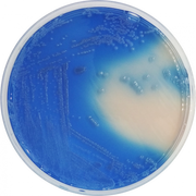 Fecal Coliforms Agar Base (m-FC) CO1127 - Microbiology - Condalab