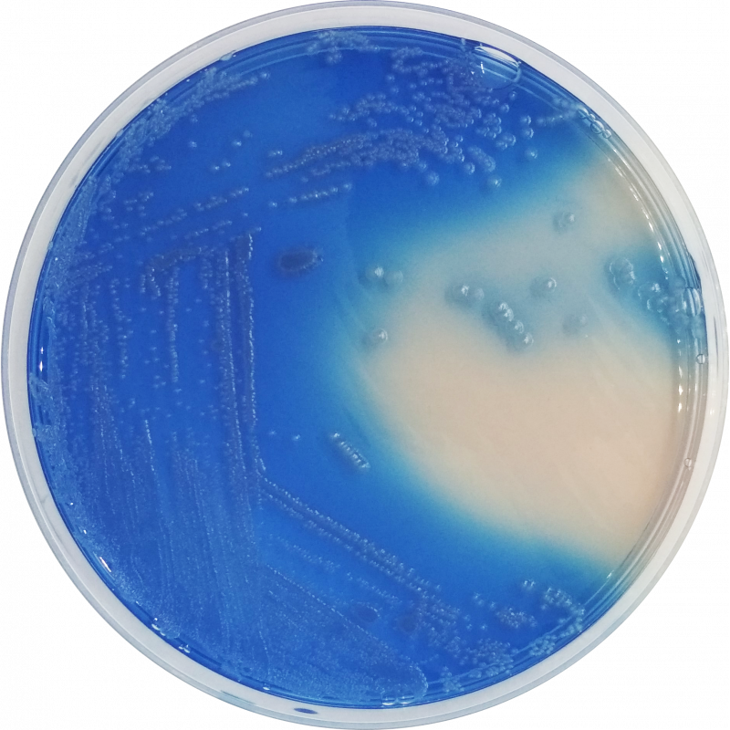 Fecal Coliforms Agar Base (m-FC) CO1127 - Microbiology - Condalab
