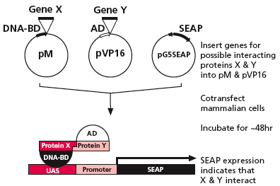Matchmaker® Mammalian Assay Kit 2 630305 - Protein research - Takara Bio