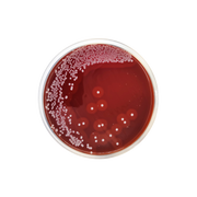 GC Agar Base CO1106 - Microbiology - Condalab
