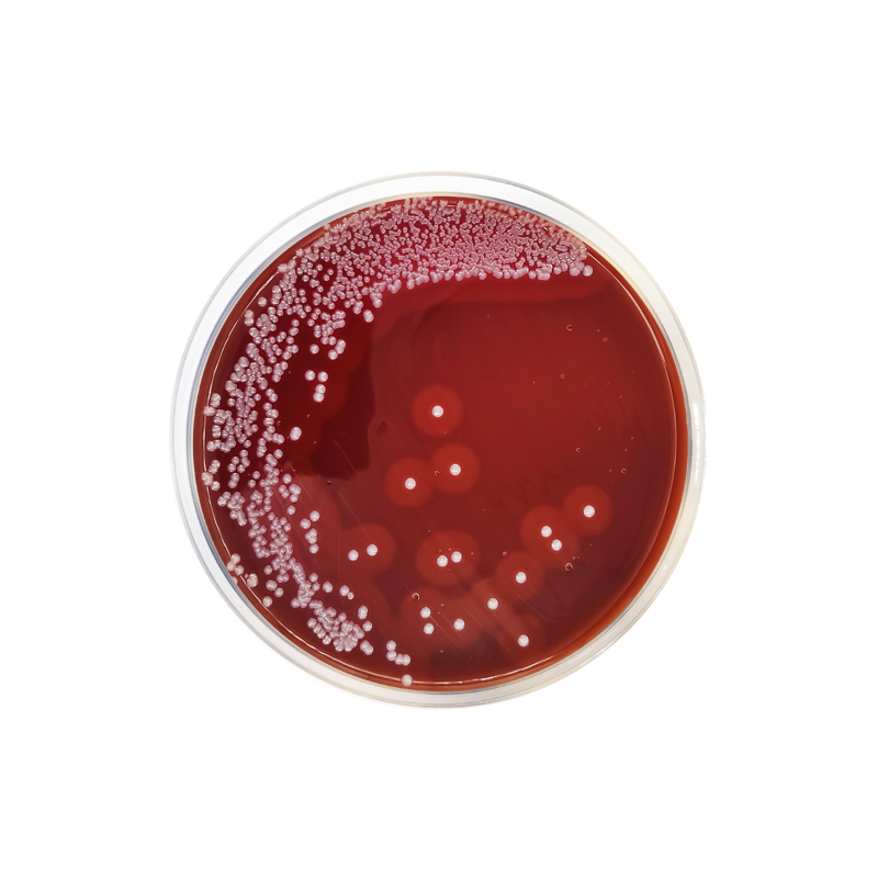 GC Agar Base CO1106 - Microbiology - Condalab