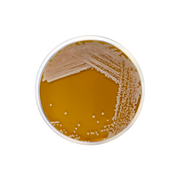 HC Agar Base 2001 - Microbiology - Condalab