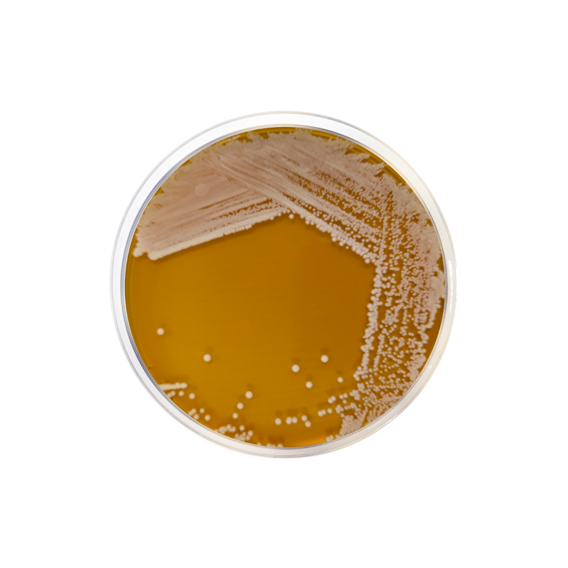 HC Agar Base 2001 - Microbiology - Condalab