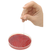 Inoclic Single-Use Inoculation Rods for Inoculum Standardization (AST), Short 86 mm / Long 156 mm, Packs of 250 (40001)