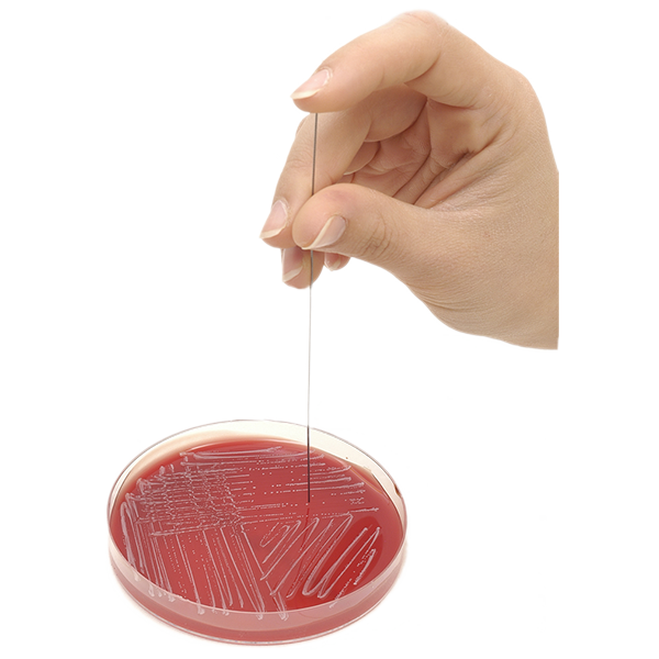 Inoclic Single-Use Inoculation Rods for Inoculum Standardization (AST), Short 86 mm / Long 156 mm, Packs of 250 (40001)