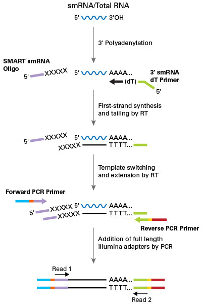SMARTer® smRNA-Seq Kit for Illumina® 635031 - Next-generation sequencing - Takara Bio