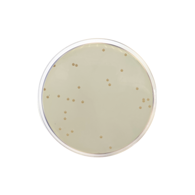 Iron Agar (Lyngby) CO1085 - Microbiology - Condalab