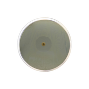 Iso-Sensitest Agar CO1001 - Microbiology - Condalab
