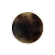 KAA Confirmatory Agar CO1027 - Microbiology - Condalab
