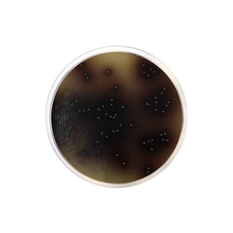 KAA Confirmatory Agar CO1027 - Microbiology - Condalab