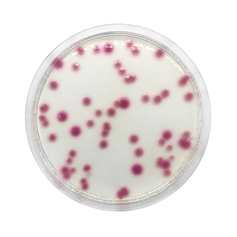 Klebsiella Chromogenic Agar Base CO2119 - Microbiology - Condalab