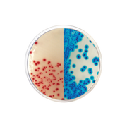 KPC Chromogenic Medium CO2063 - Microbiology - Condalab