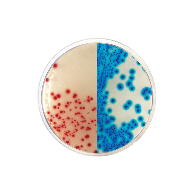 KPC Chromogenic Medium CO2063 - Microbiology - Condalab