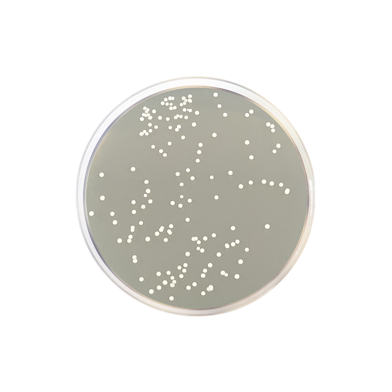 Letheen Agar Modified 5162 - Microbiology - Condalab