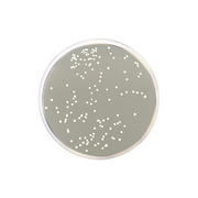 Letheen Agar Modified CO1111 - Microbiology - Condalab