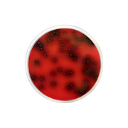 Listeria Agar Base Palcam ISO CO1141 - Microbiology - Condalab