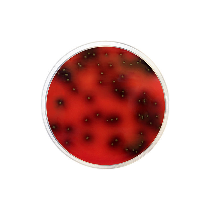 Listeria Agar Base Palcam ISO CO1141 - Microbiology - Condalab