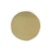 Liver Agar CO1142 - Microbiology - Condalab