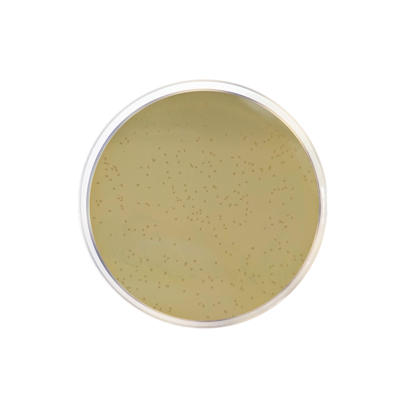 Liver Agar CO1142 - Microbiology - Condalab