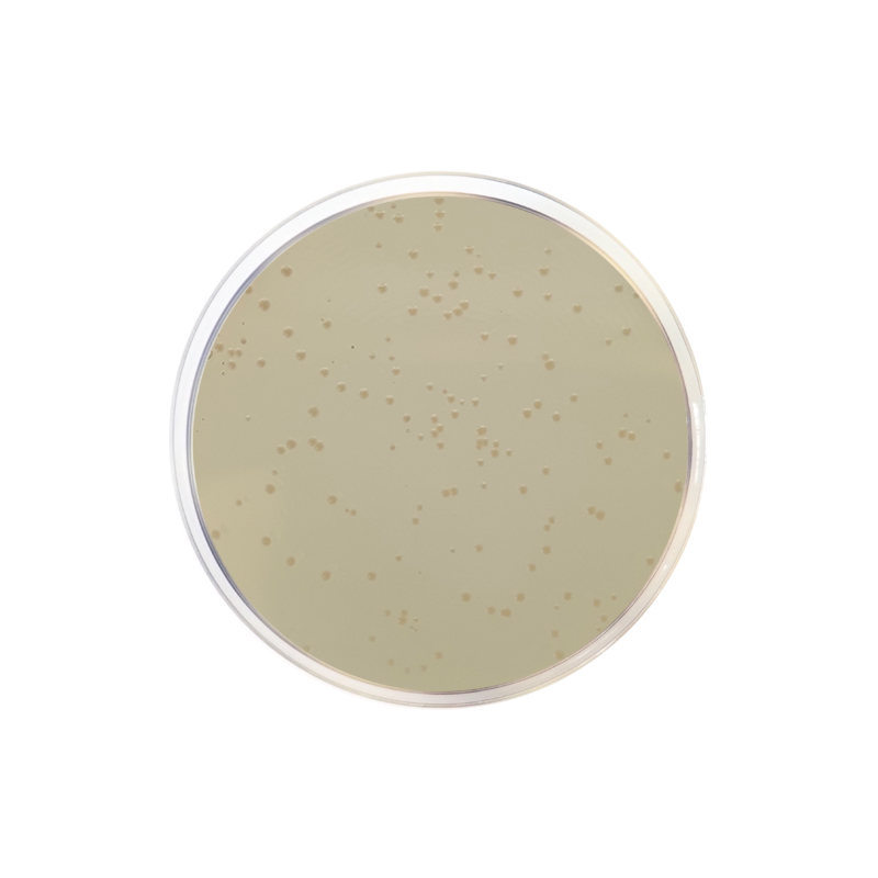 Luria Agar with Kanamycin 50 µg/ml (Miller's LB Agar) CO2091 - Molecular biology - Condalab