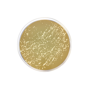 m-Dixon Agar 2133 - Microbiology - Condalab