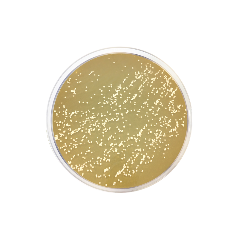 m-Dixon Agar 2133 - Microbiology - Condalab