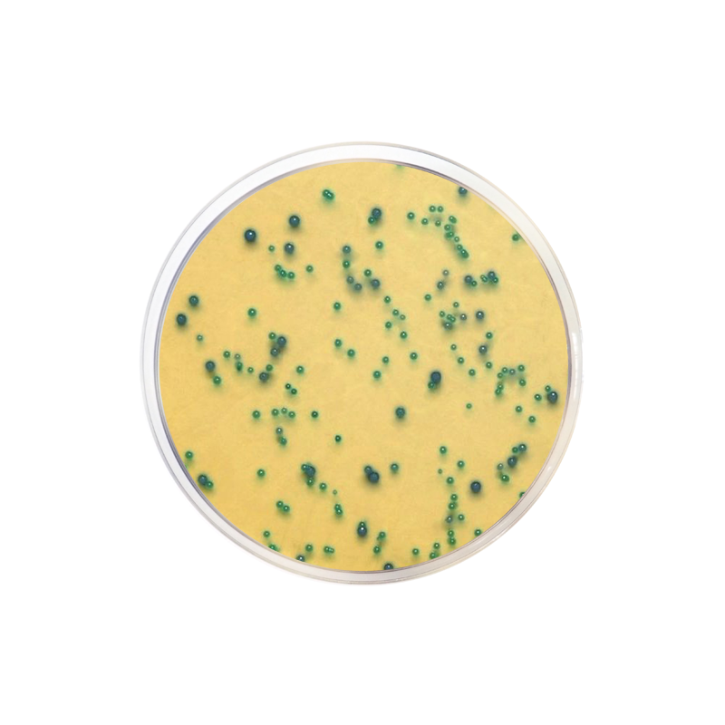 m-EI Chromogenic Agar Base, Modified CO2050 - Microbiology - Condalab