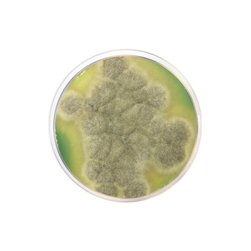 M-Green Yeast and Mold Agar CO2108 - Microbiology - Condalab