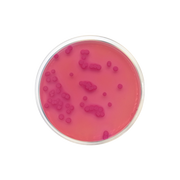 MacConkey Agar EP/USP/ISO 0900 - Microbiology - Condalab