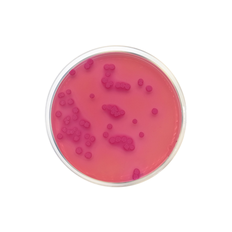 MacConkey Agar EP/USP/ISO 0900 - Microbiology - Condalab