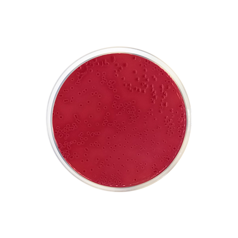 MacConkey Agar Nº 2 CO1035 - Microbiology - Condalab