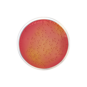 MacConkey Agar with Sorbitol (CT-SMAC) ISO CO1099 - Microbiology - Condalab