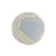 Marine Agar CO1059 - Microbiology - Condalab