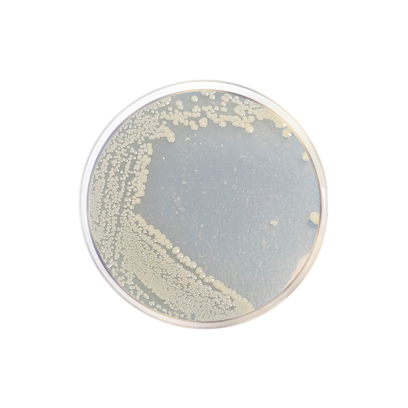 Marine Agar CO1059 - Microbiology - Condalab