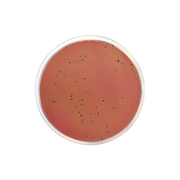 Modified Salmonella Shigella Agar CO1186 - Microbiology - Condalab