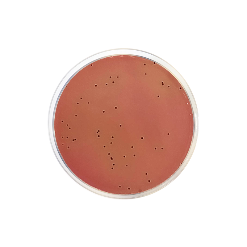 Modified Salmonella Shigella Agar CO1186 - Microbiology - Condalab