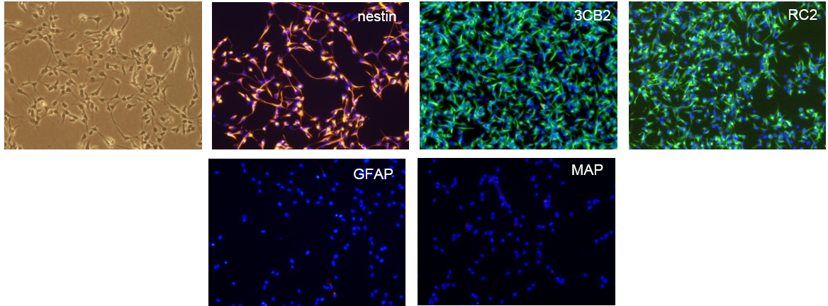 RHB-A® Y40001 - Stem cell research - Takara Bio