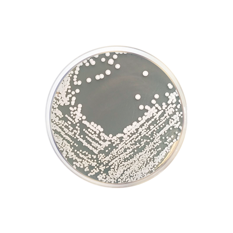 Mycobiotic Agar (Fungal Selective Agar) CO1072 - Microbiology - Condalab